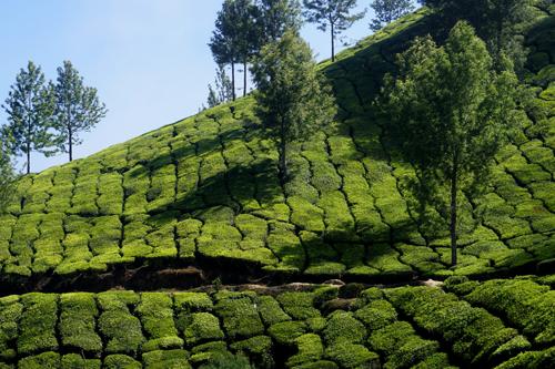 3 munnar 93 copie