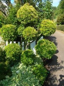 Pyracantha