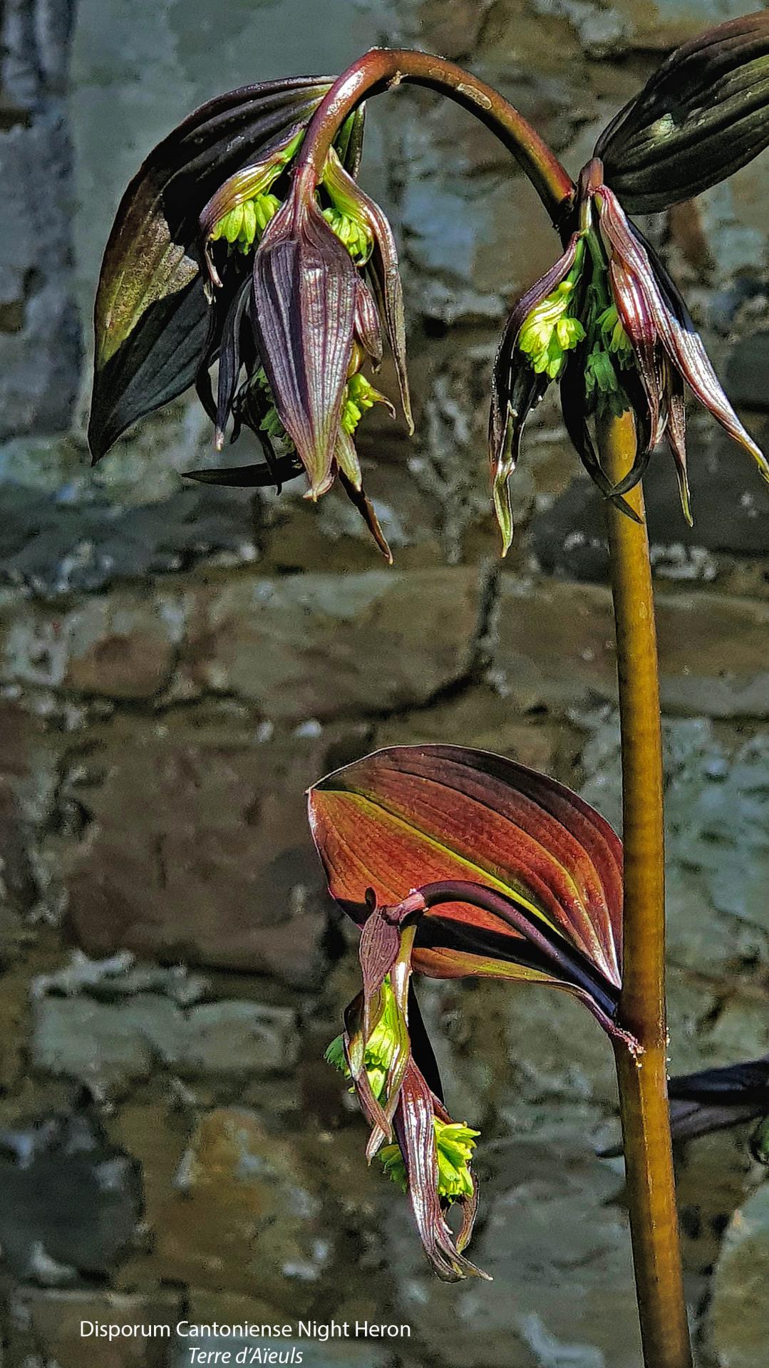 Disporum 1 bis