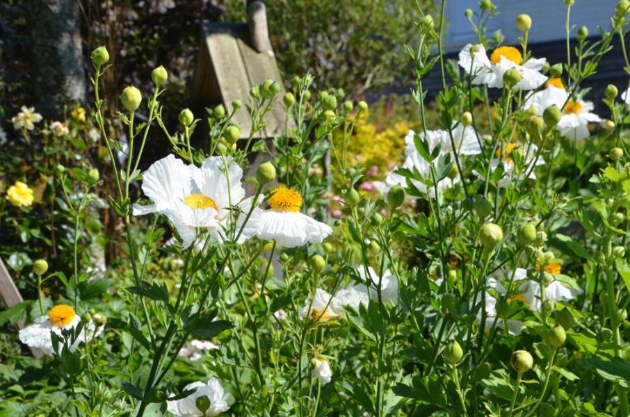 Le Romneya Coulteri