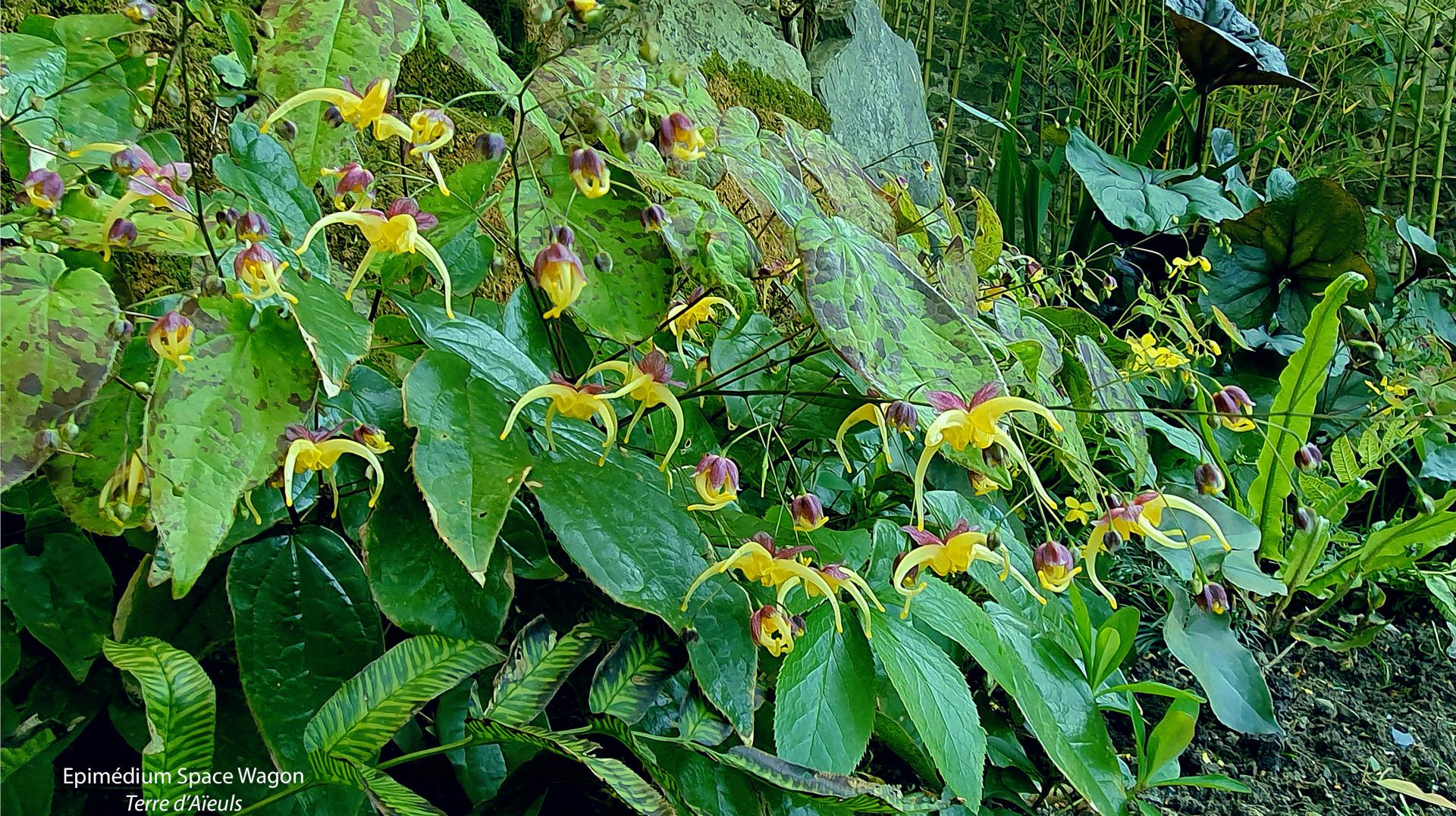 Epimedium 1 bis